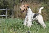 FOX TERRIER 380